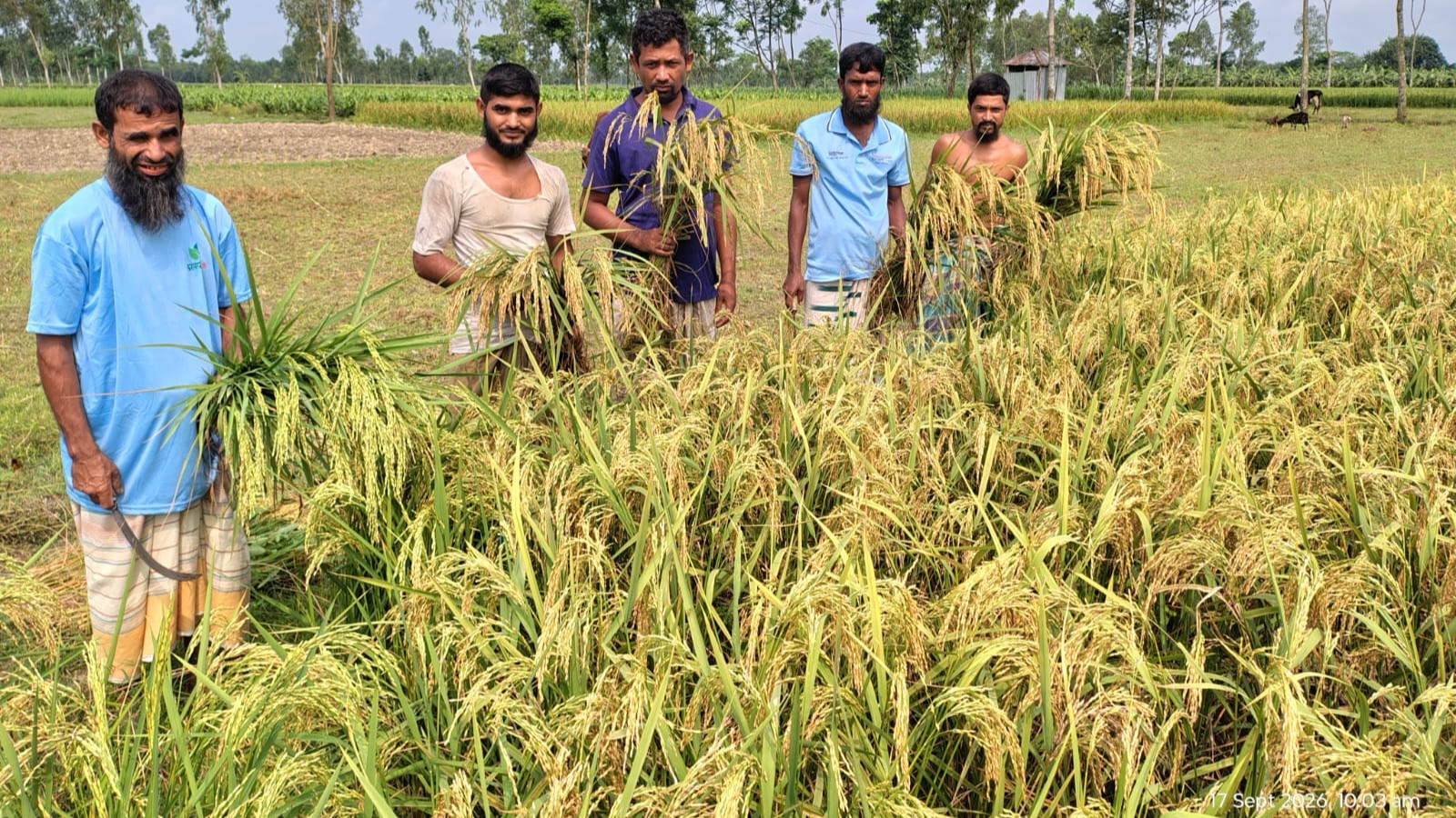 চায়না ধান নয়, ব্রি-৯৮: আগাম আলুর নতুন আশা